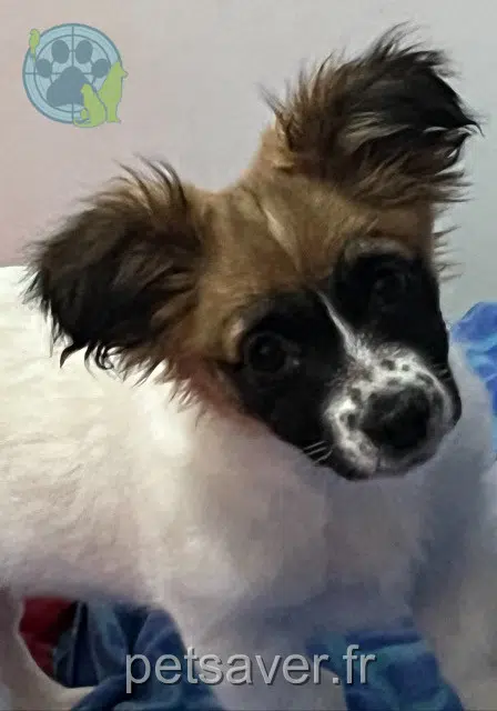 chienne reunited   92000 Nanterre Litchee