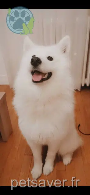 chienne reunited 92700 Colombes Neige
