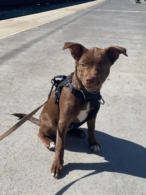 chienne reunited   92300 Levallois-Perret Pita