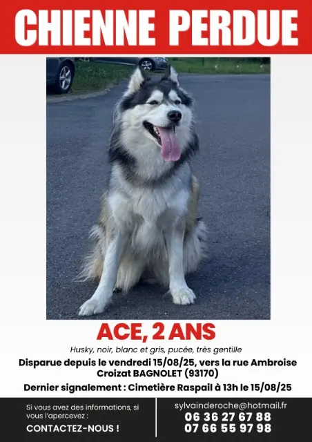 chienne reunited   93170 Bagnolet Ace
