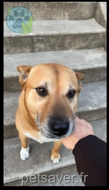 chienne reunited 93600 Aulnay-sous-Bois Dina