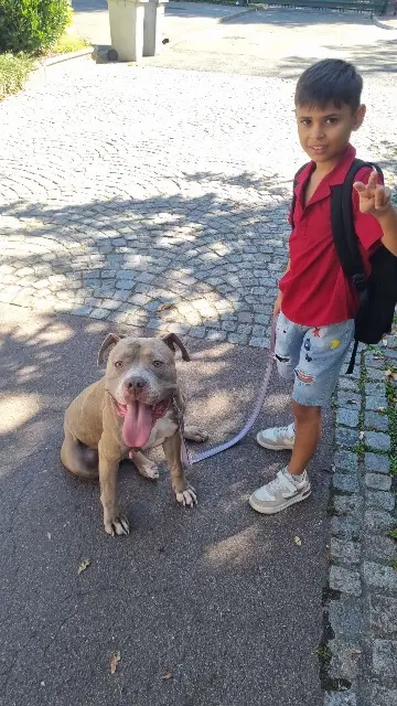 chienne reunited   93190 Livry-Gargan Maddy