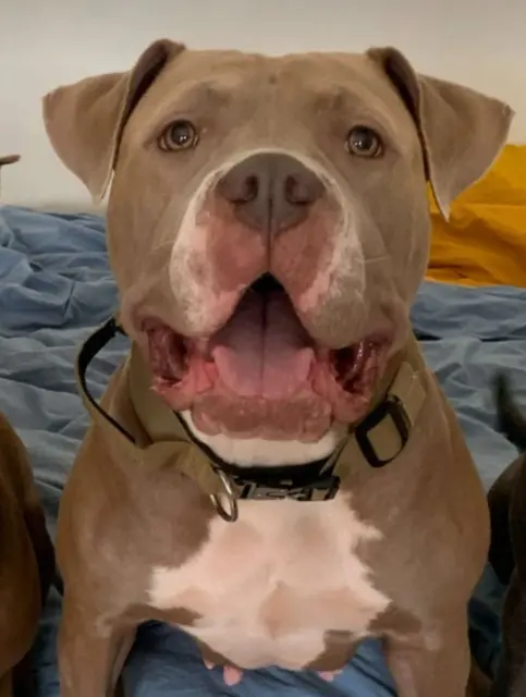 chienne reunited   93190 Livry-Gargan Maddy