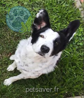 Chienne Perdue 93 Seine-Saint-Denis - Only Chienne Perdue 93 Seine-Saint-Denis - Only