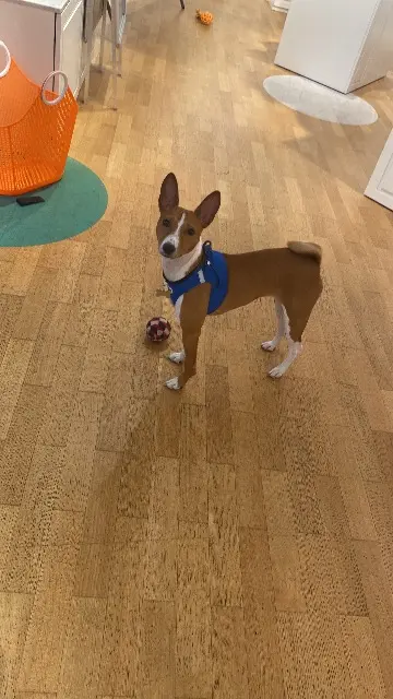 chienne reunited    Saint-Denis Noot