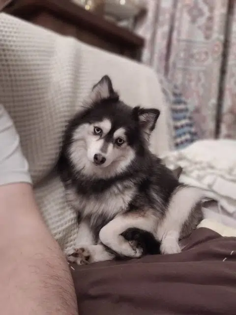 chienne reunited   93160 Noisy-le-Grand Tess