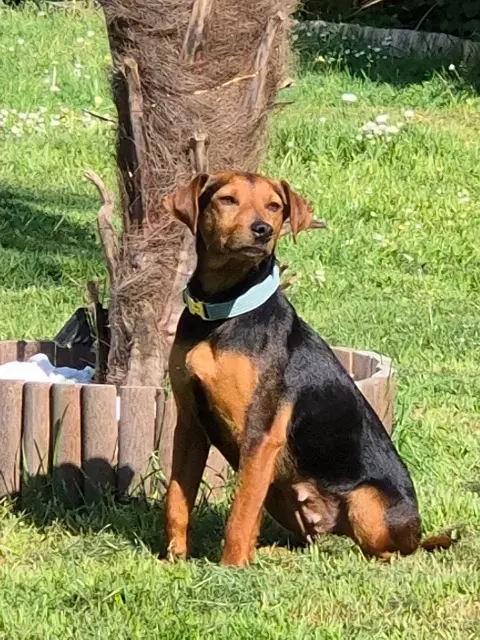 chienne reunited   94440 Villecresnes Kaly