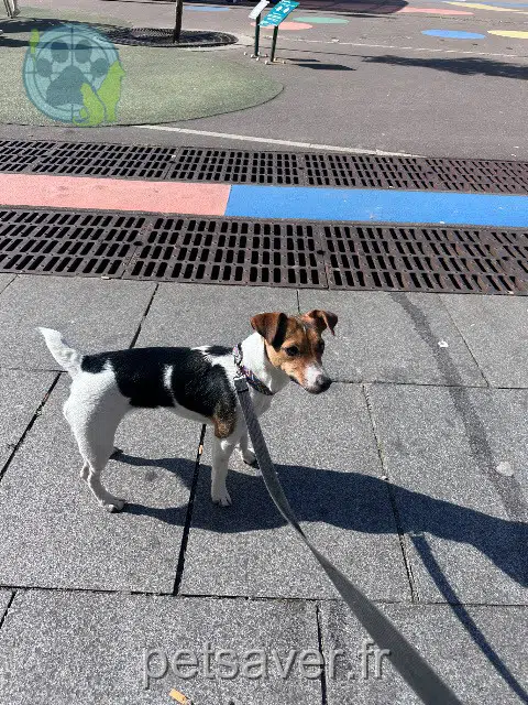 chienne reunited   94500 Champigny-sur-Marne Pippa