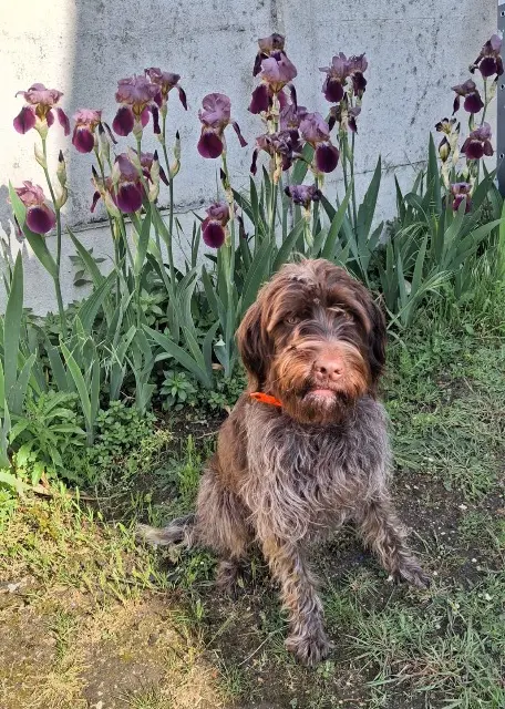 chienne reunited   94300 Vincennes Sacha