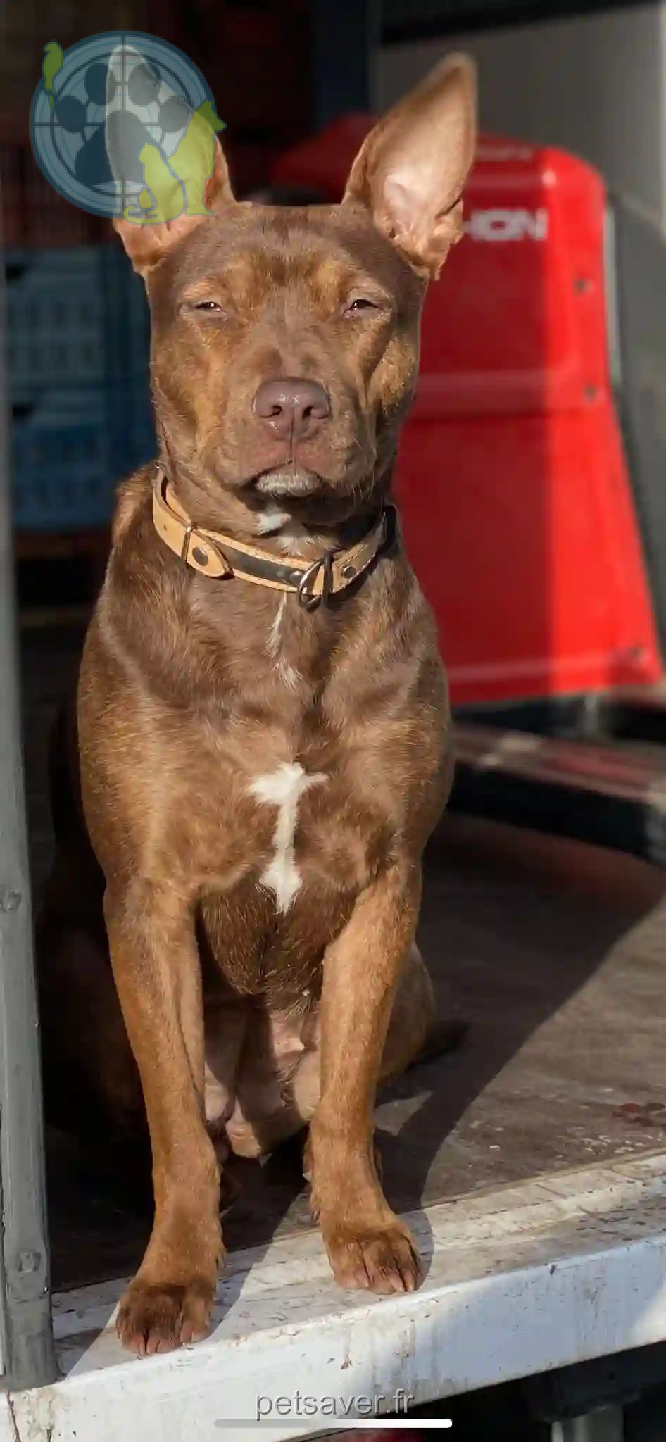 Chienne Trouvée 94 Val-de-Marne - Thaia Chienne Trouvée 94 Val-de-Marne - Thaia