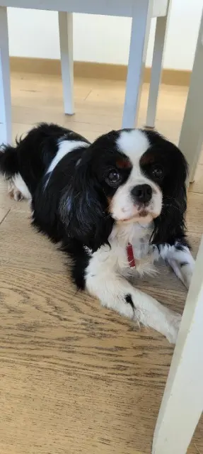 chienne reunited   95390 Saint-Prix Perlle