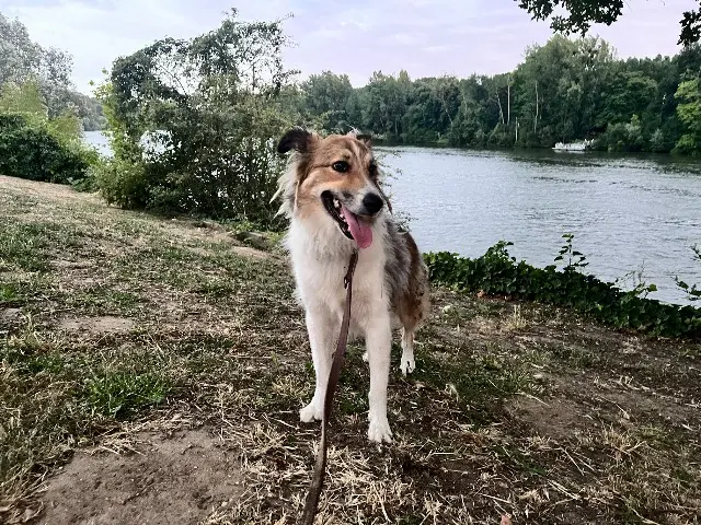 chienne reunited   95530 La Frette-sur-Seine Terra