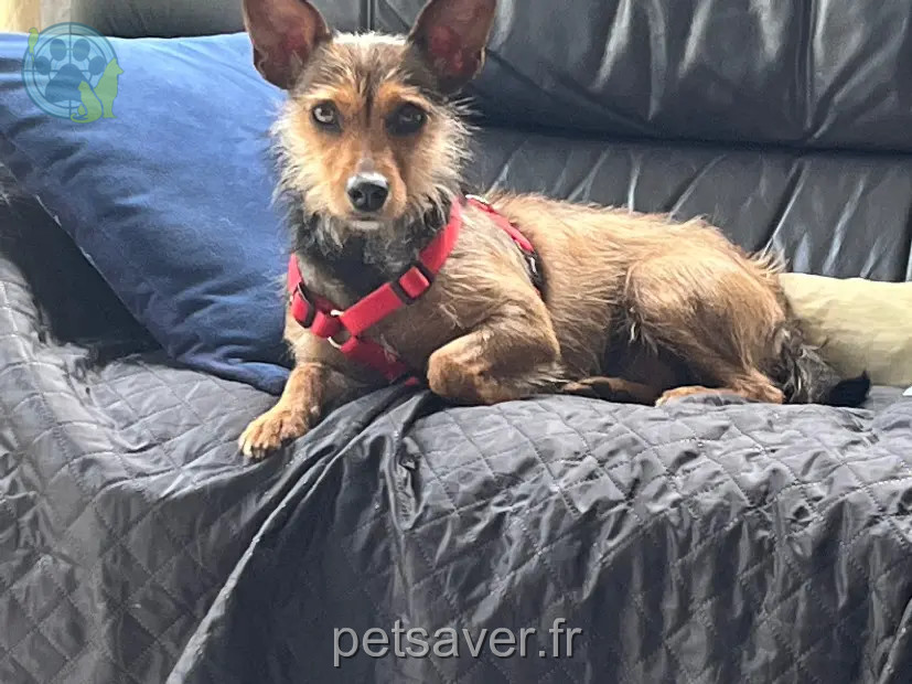 Chienne Perdue - Maloya Chienne Perdue - Maloya