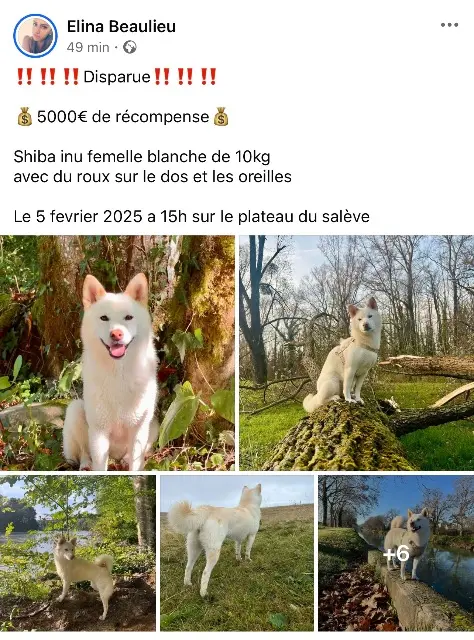 chienne reunited   74560 Monnetier-Mornex Chiara