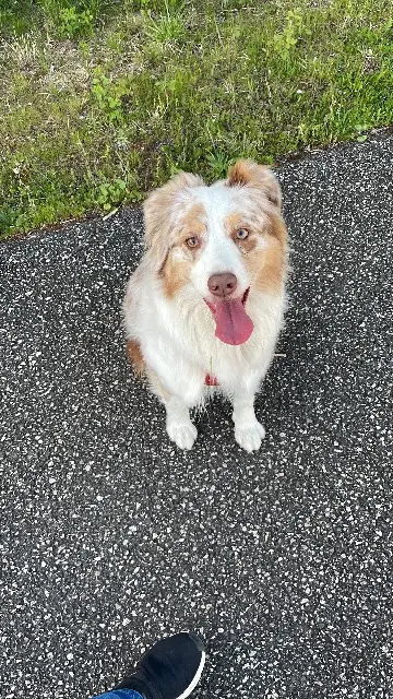 chienne reunited   71110 Marcigny Xena