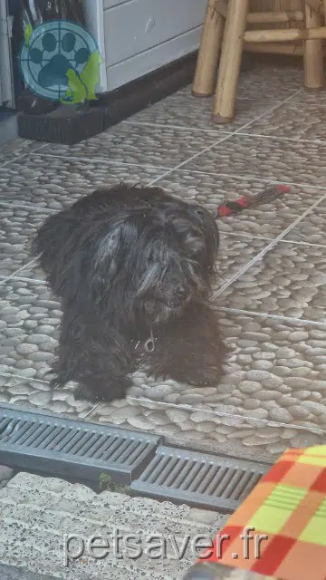 chienne reunited 97438 Sainte-Marie Lilas