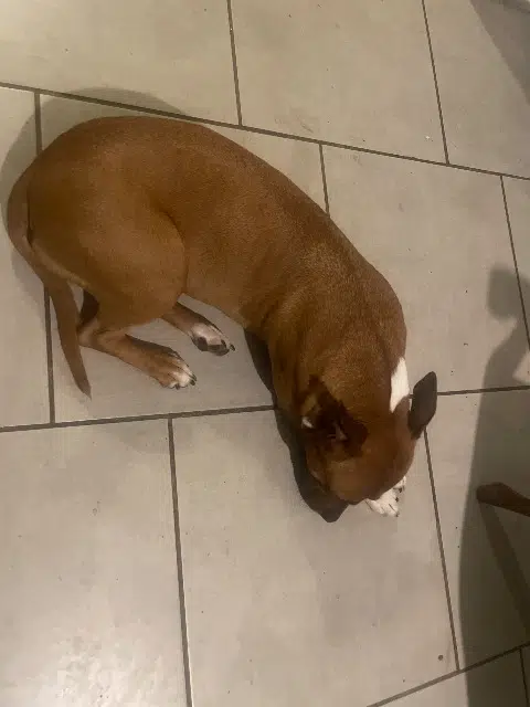 chienne found   04200 Mison Nom inconnu