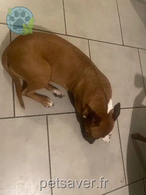 dog found   04200 Mison Nom inconnu