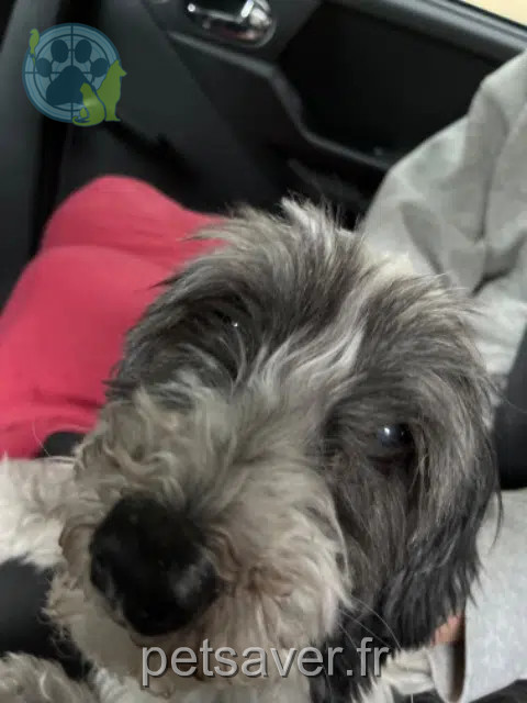 chienne found   29290 Saint-Renan Nom inconnu