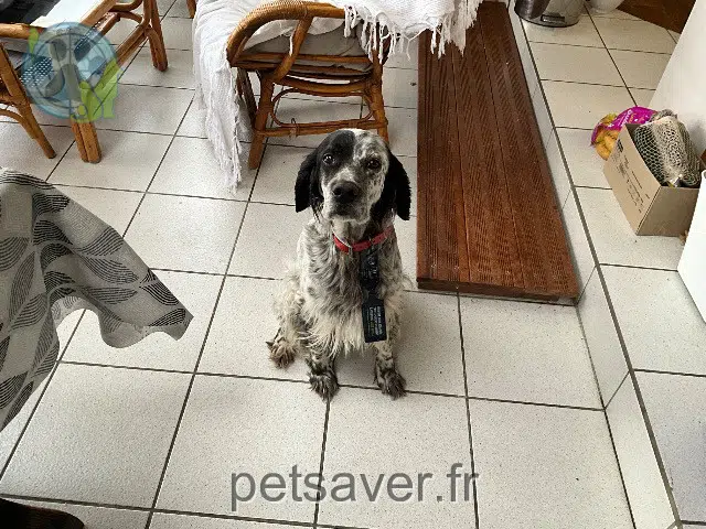 chienne found   29870 Landéda Nom inconnu