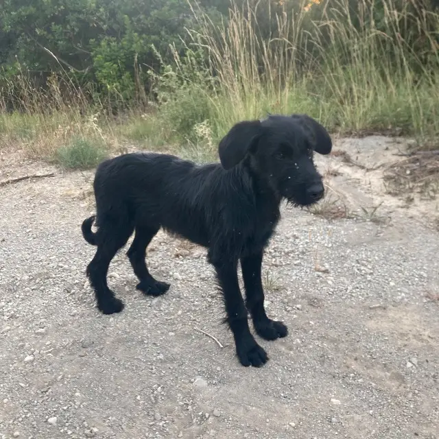 chienne found   30350 Moulézan Inconnu