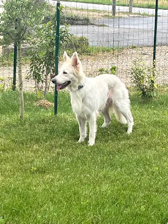 Chienne Trouvée 38 Isère Chienne Trouvée 38 Isère