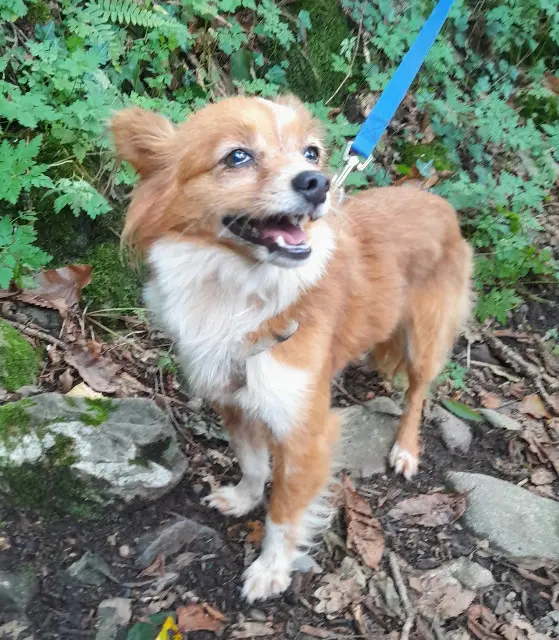 chienne found   64260 Buzy Inconnu