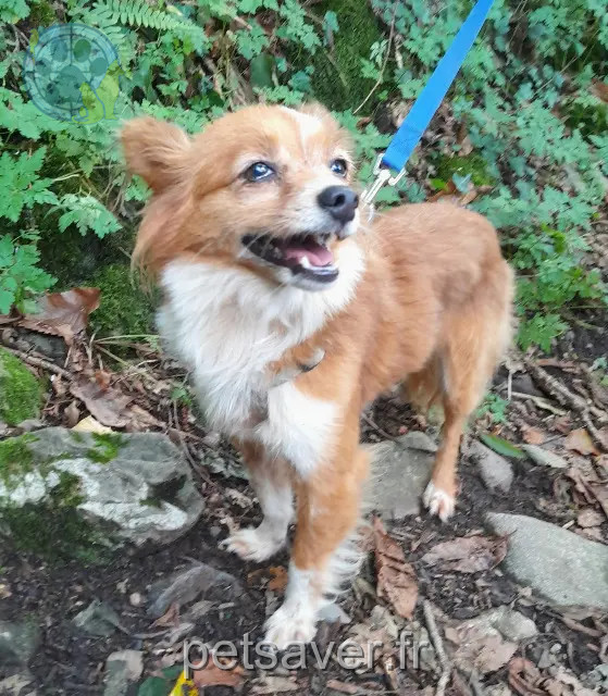 dog found 64260 Buzy Inconnu dog found 64260 Buzy Inconnu
