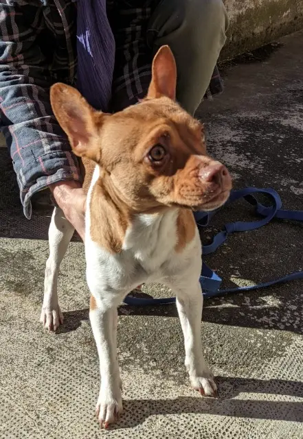 chienne found   65150 Lombrès Nom inconnu