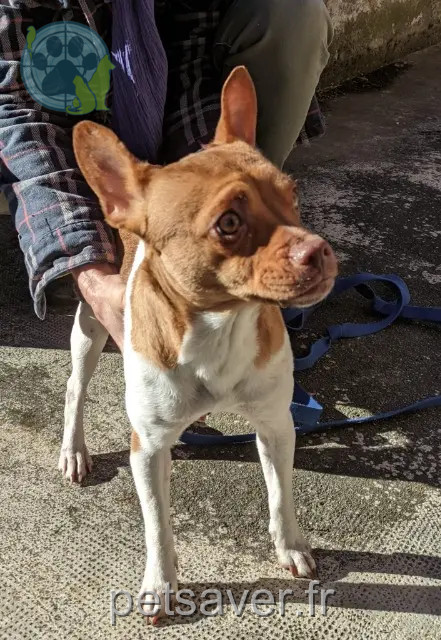 dog found   65150 Lombrès Nom inconnu