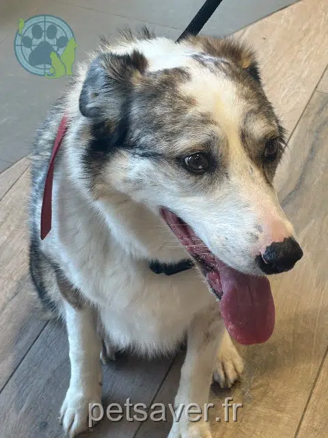 chienne found   69220 Belleville-en-Beaujolais Nom inconnu