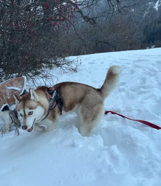 chienne found   73480 Val-Cenis Reine