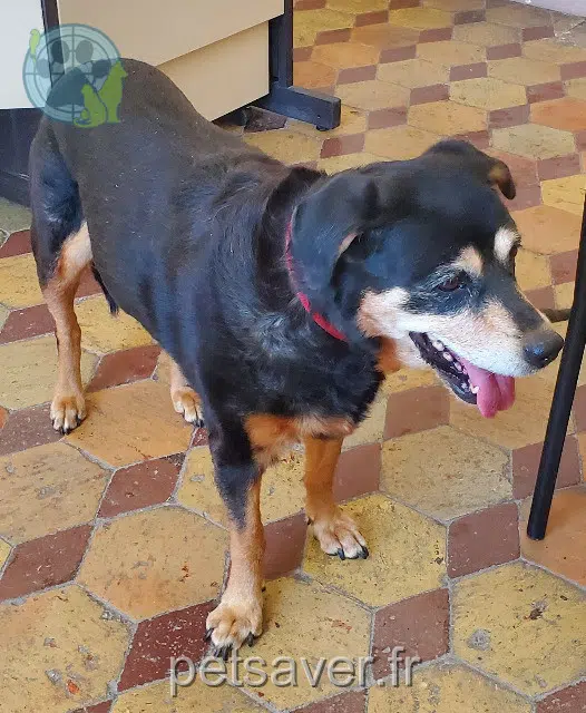 dog found 78980 Longnes 