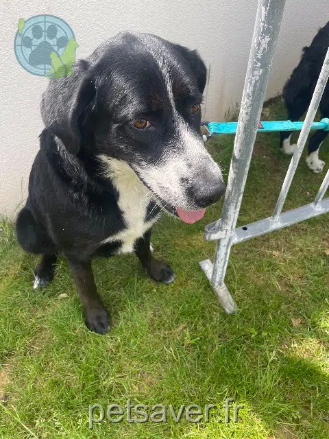 chienne found   79410 Échiré Jérôme marie