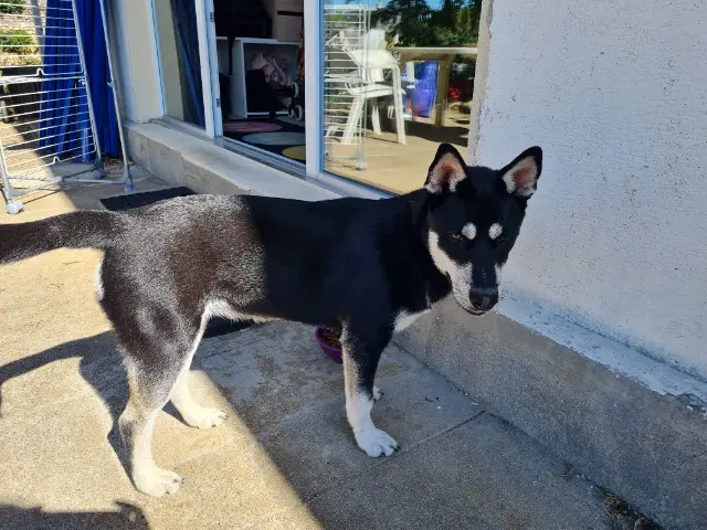 chienne found   79150 Saint Maurice Étusson Inconnu