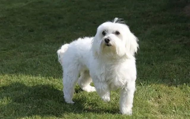 hond vermist 13120 Gardanne Jack hond lost 13120 Gardanne Jack