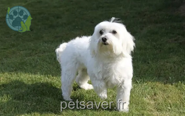 dog lost 13120 Gardanne Jack dog lost 13120 Gardanne Jack