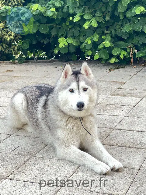 chien lost   74250 Viuz-en-Sallaz Snow