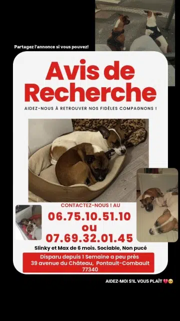 dog lost 77340 Pontault-Combault Max dog lost 77340 Pontault-Combault Max