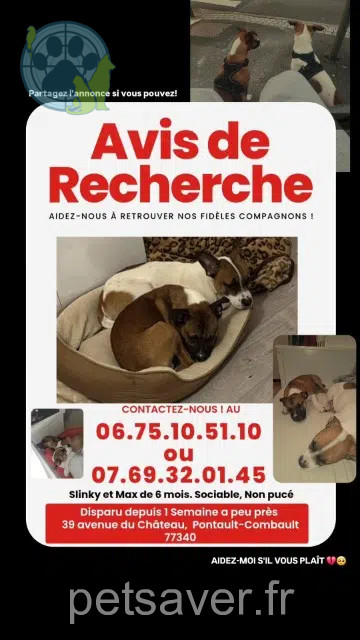 chien perdu 77340 Pontault-Combault Max chien lost 77340 Pontault-Combault Max