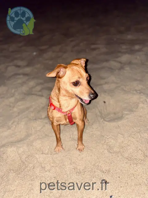 chien reunited   93270 Sevran Dinky