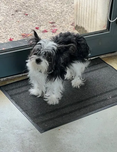 chienne found   06270 Villeneuve-Loubet Unknown