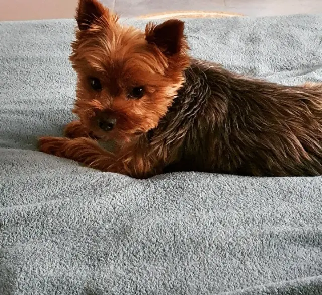 chien lost   01460 Montréal-la-Cluse RYO
