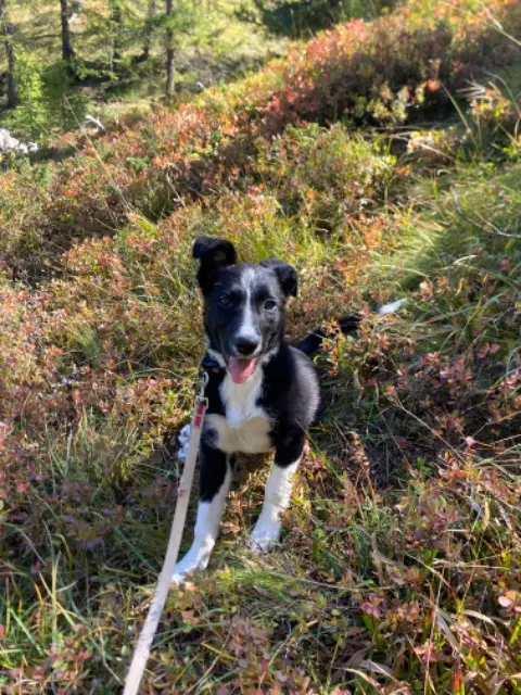 chienne lost   04850 Jausiers Ortie