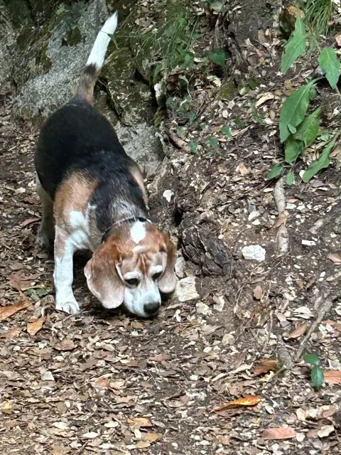 chien lost   06370 Mouans-Sartoux Comic