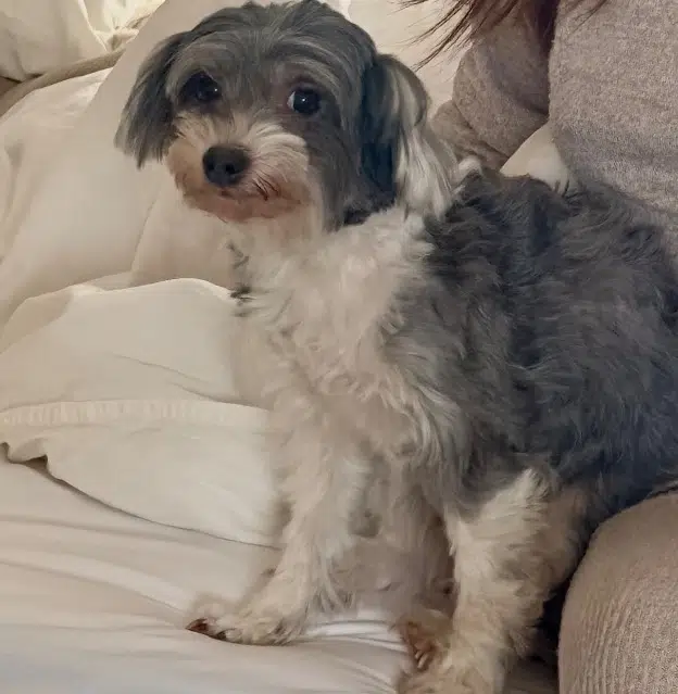 chienne lost   06800 Cagnes-sur-Mer Motek