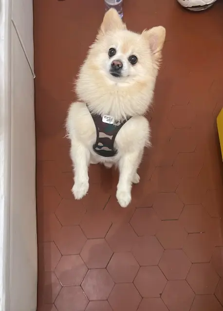 chien lost    Nice Bounty