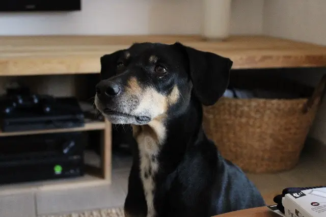 chien lost    Nice Dracula