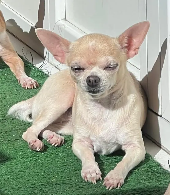 chienne lost    Nice mo mo