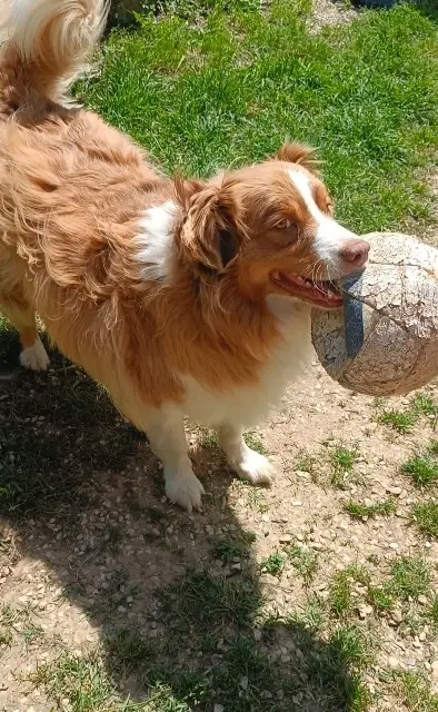 chien lost   06390 Contes Rouxys